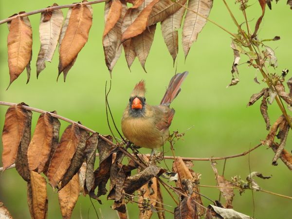 Female Cardinal thumbnail