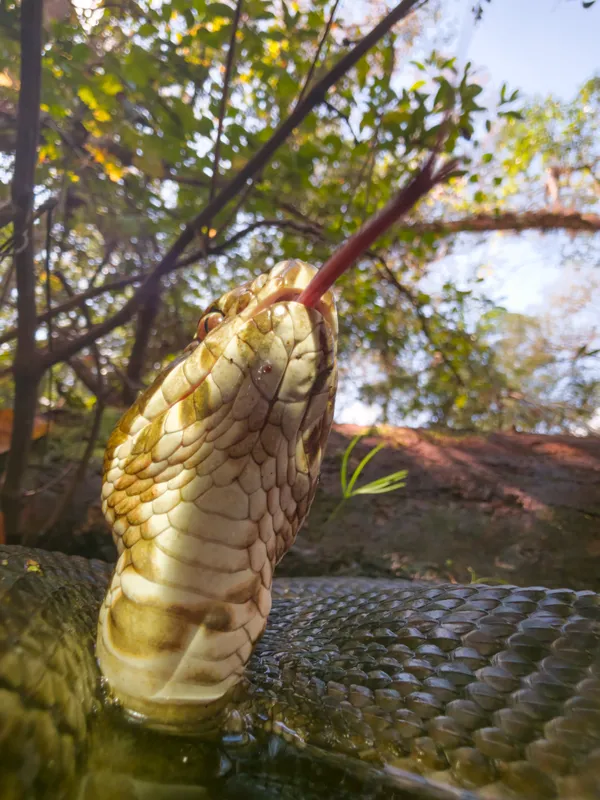 Tongue Flick Above the Waterline thumbnail