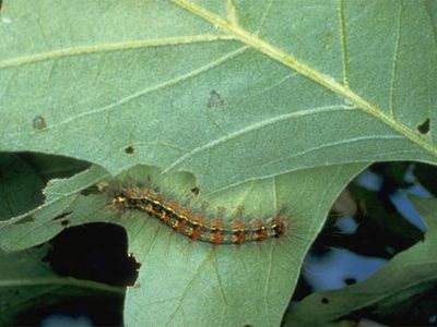 A gypsy moth larva crawls along a leaf.