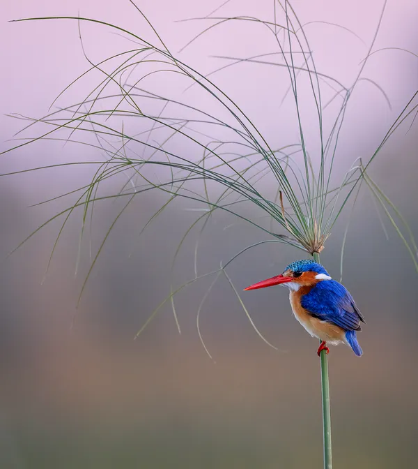 Early Morning Kingfisher thumbnail