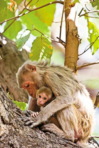 macaques