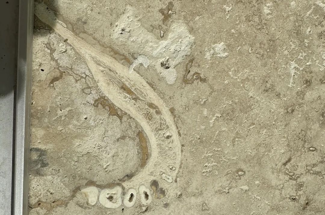 Dentist Discovers Human-Like Jawbone and Teeth in a Floor Tile at His Parents' Home