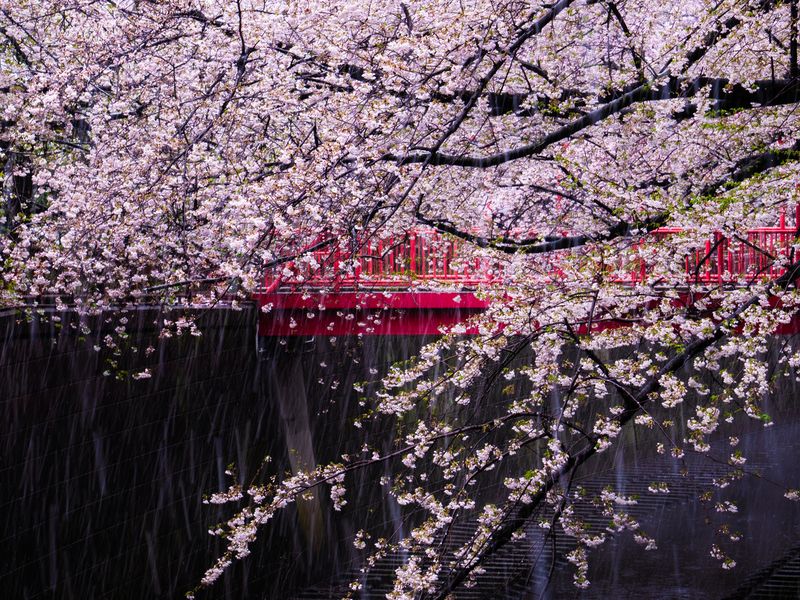 Cherry blossoms fall Smithsonian Photo Contest Smithsonian Magazine
