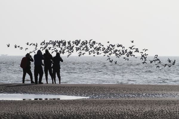 The photographers and seagulls thumbnail