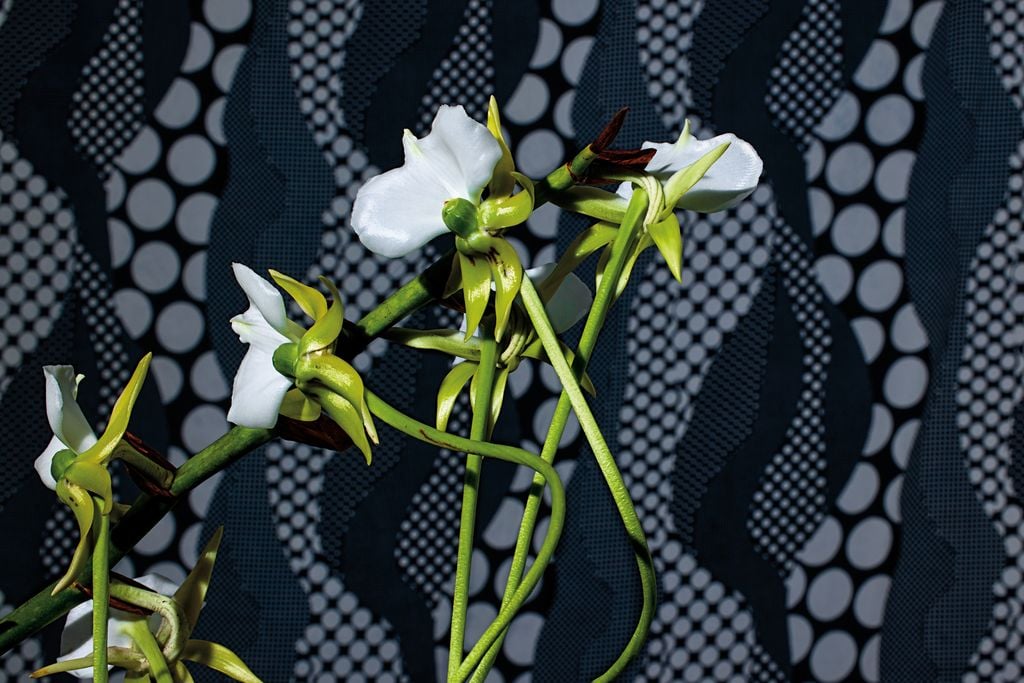 Orchid