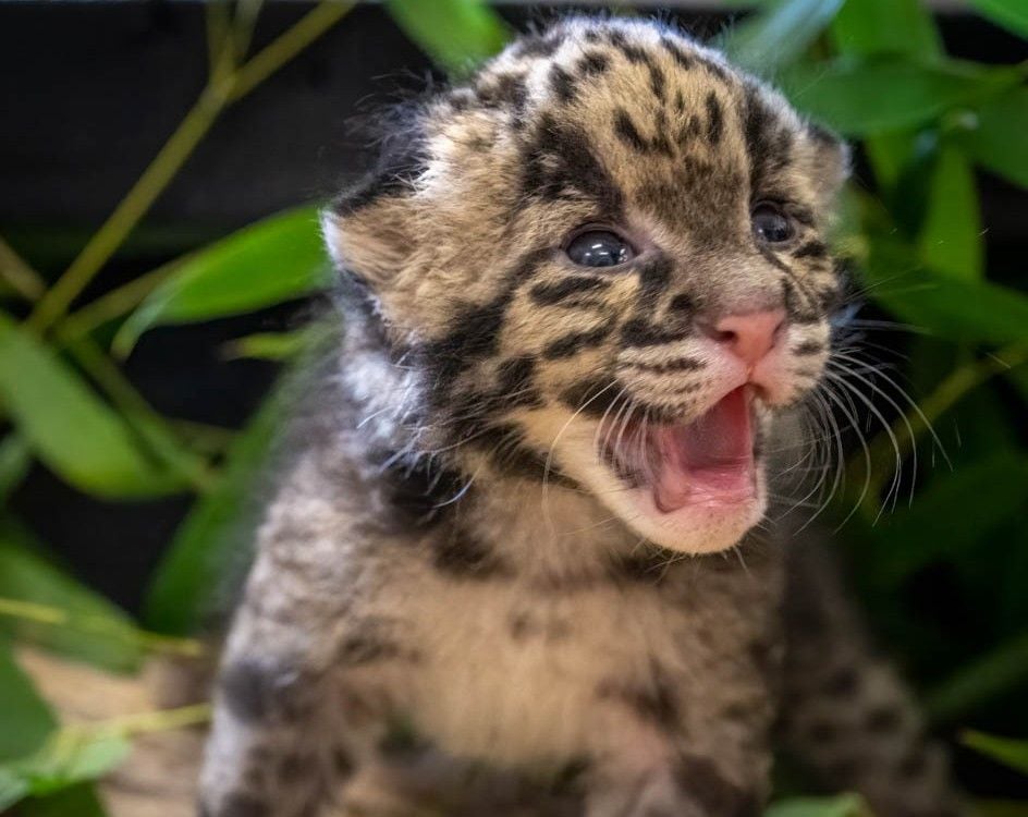 a small clouded leopard kitten stands with its mouth open, likely meowing