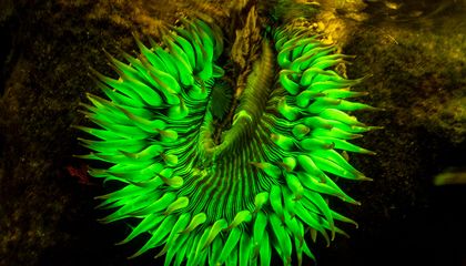 These Mesmerizing Anemones Have a Glowing Layer of Protection