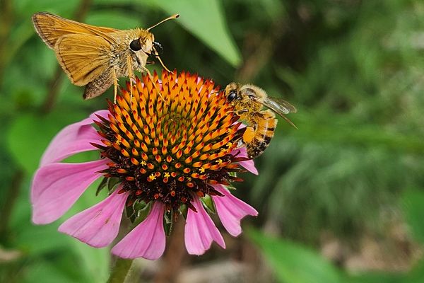 Moth and Bee on a flower thumbnail