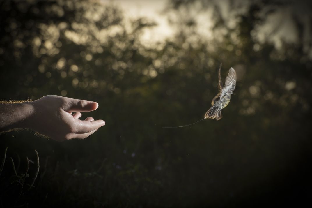 A warbler flies out of a pair of hands and into the distance 