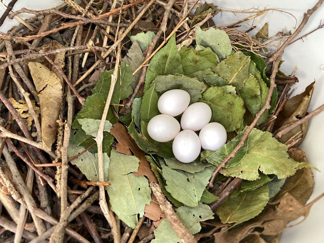 A purple martin bird nest made of twigs with a cup of green leaves in the center where five small eggs rest