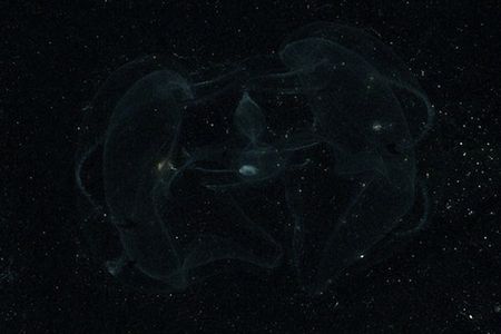 This lobate ctenophore is another bioluminescent creature that lives off the coast of the Americas.