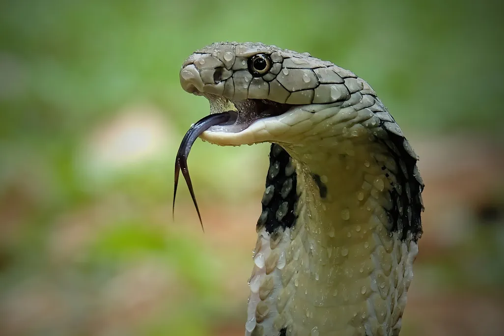 Cobra