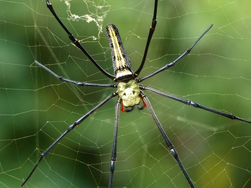 Giant Wood Spider on Tree Smithsonian Photo Contest Smithsonian