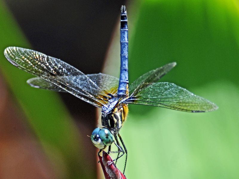 Blue Darner Dragonfly | Smithsonian Photo Contest | Smithsonian Magazine