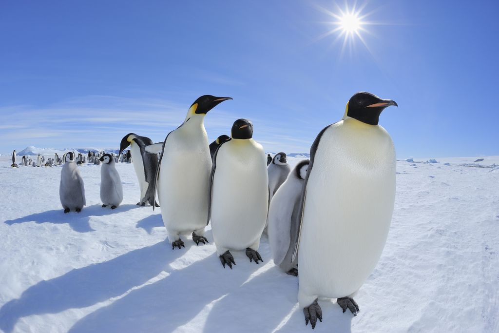 Emperor penguins