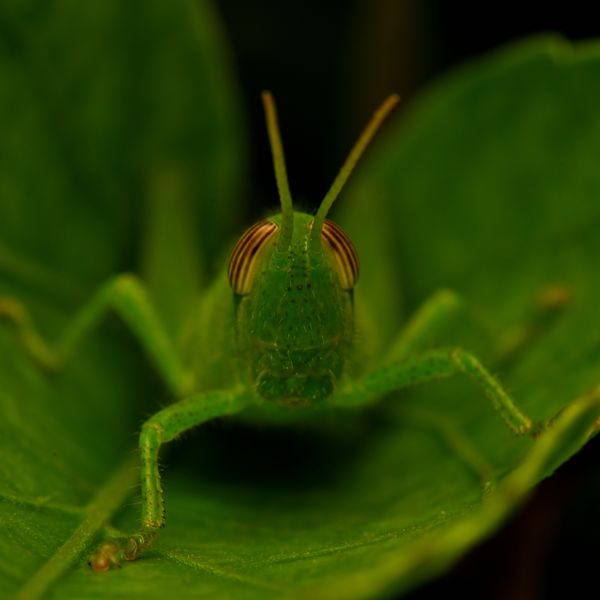 The subtle art of camouflage thumbnail