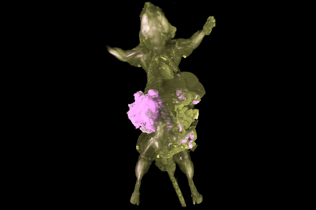 161116_Renca-mCherry_RedDot2_body.png