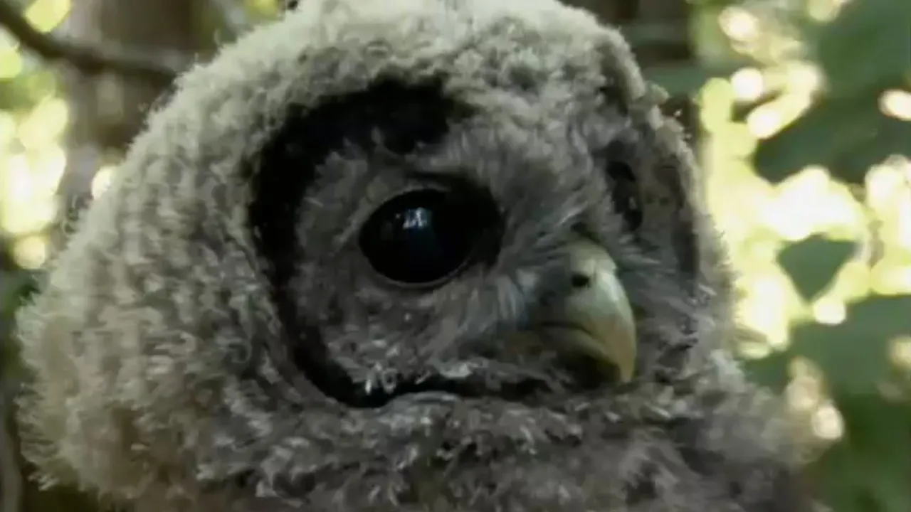 Preview thumbnail for Spotted Owls Endangered by the Encroaching Barred Owl