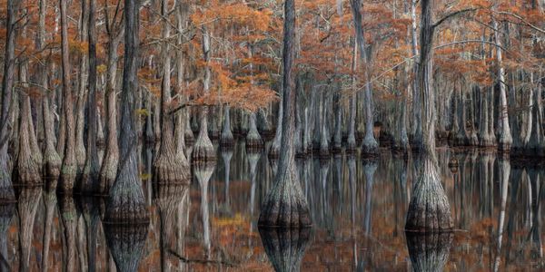 Afternoon Reflection thumbnail