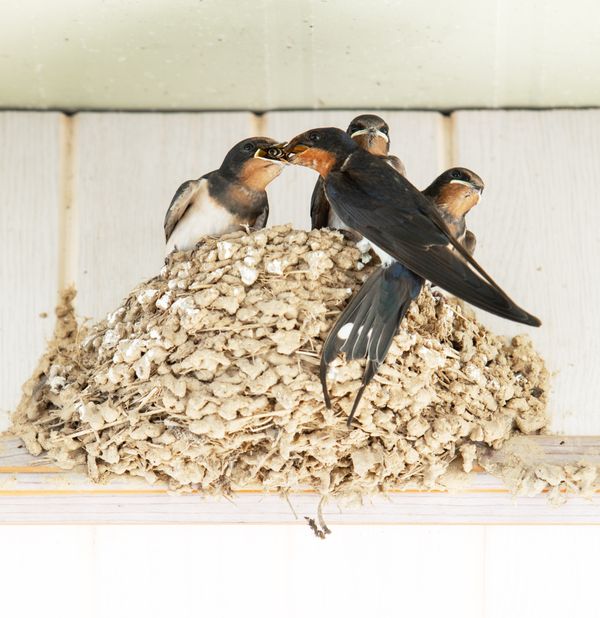 The utmost devotion and maternal love of barn swallows thumbnail
