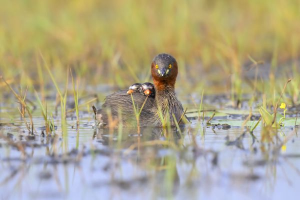 A Ride of Trust thumbnail