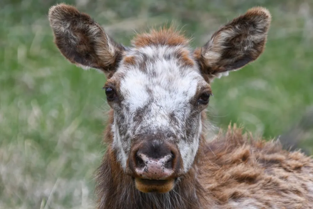 Elk with splotchy white face fur
