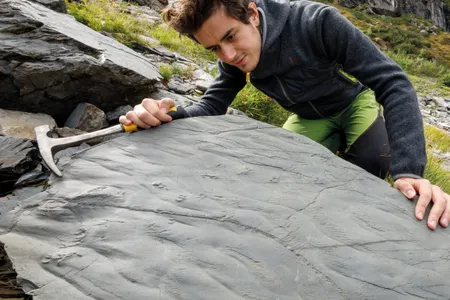 This rock contains the first of the newly discovered fossils: It is a portion of a fossil lake shore that preserves very fine details of ripples produced by waves, on which a small reptile left behind footprints of its legs and tail.