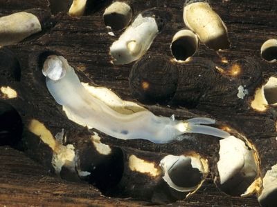 The shipworm, scourge of sailors everywhere, is actually a kind of ghostly saltwater clam.