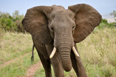 An elephant running in the Masai Mara, Kenya