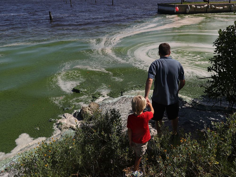 Blue-Green Algae