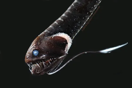 For the first time, an ultra-black skin color or pigmentation that protects 16 varieties of deep-sea fishes has been documented.
