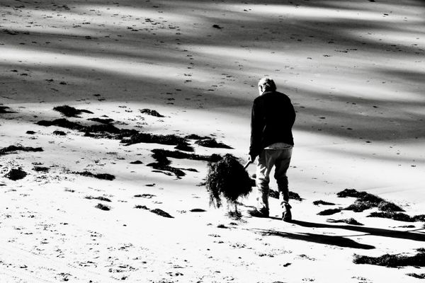 Old man collecting seaweed in low tide. thumbnail