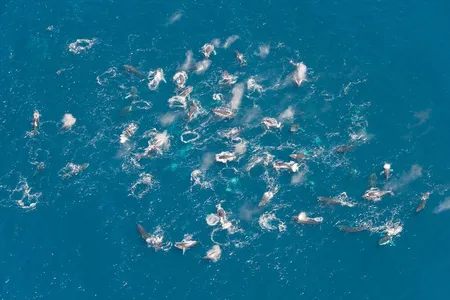 A humpback supergroup off the coast of South Africa