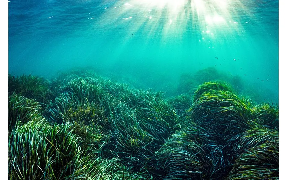 Neptune grass
