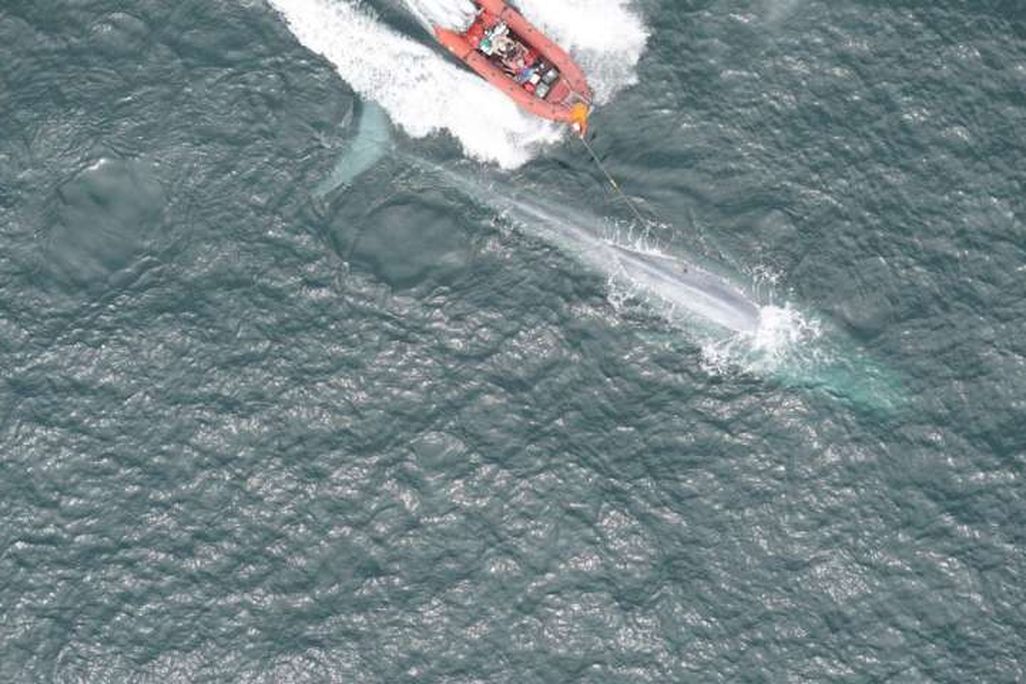 Blue Whale Tagging