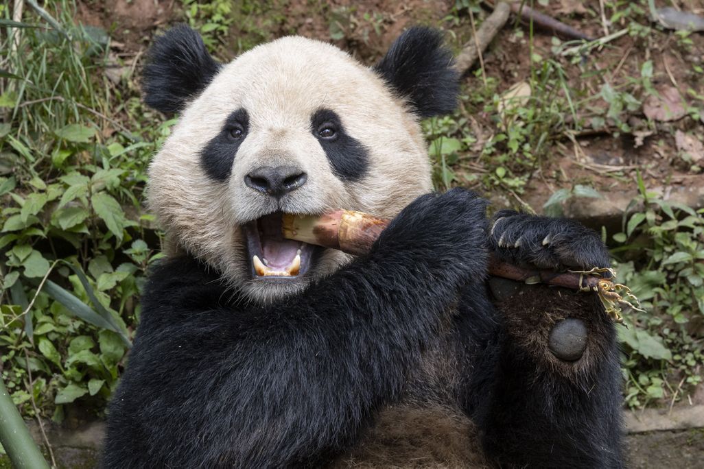 A panda chews on bamboo