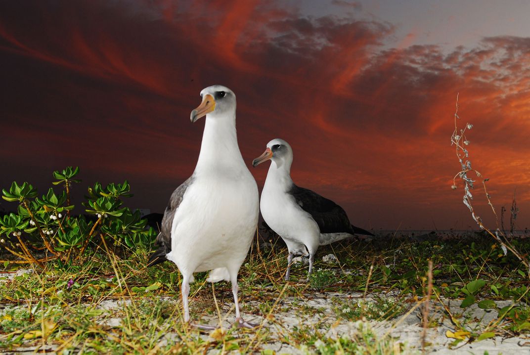 How 'Seabird Sue' Blends Art and Science to Attract Birds Back to Lost Habitat