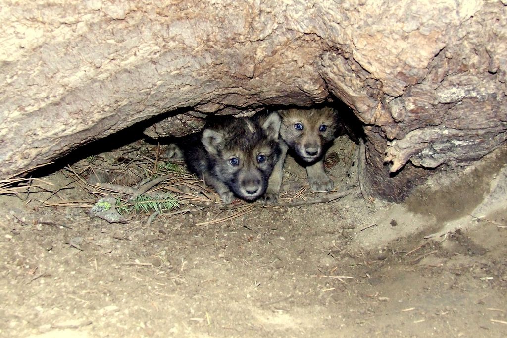 gray wolf pups