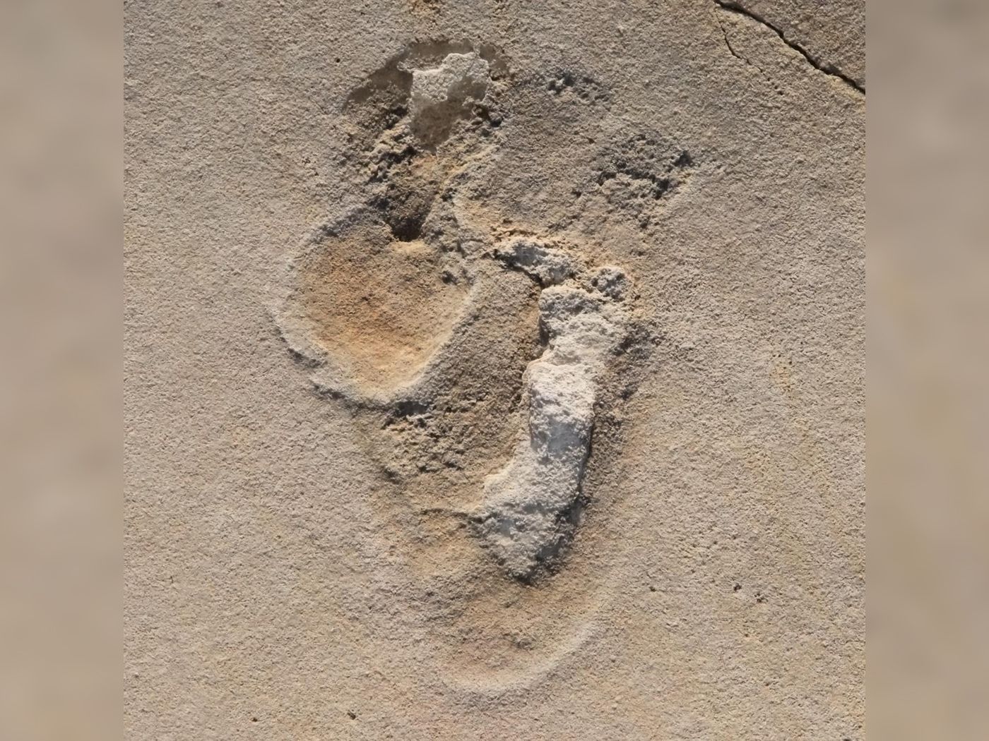 Researchers Suggest Big Toe Was Last Part of Foot to Evolve, Smart News