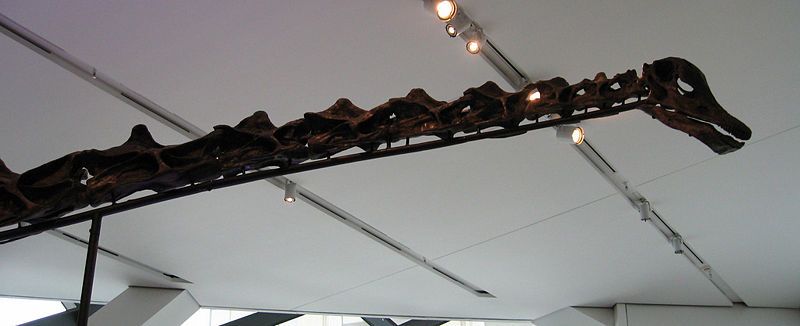 20110520083303ROM-Barosaurus.jpg