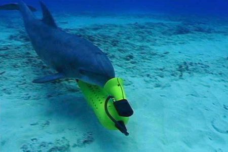One of the mine-hunting dolphins being retrained to find vaquita porpoises