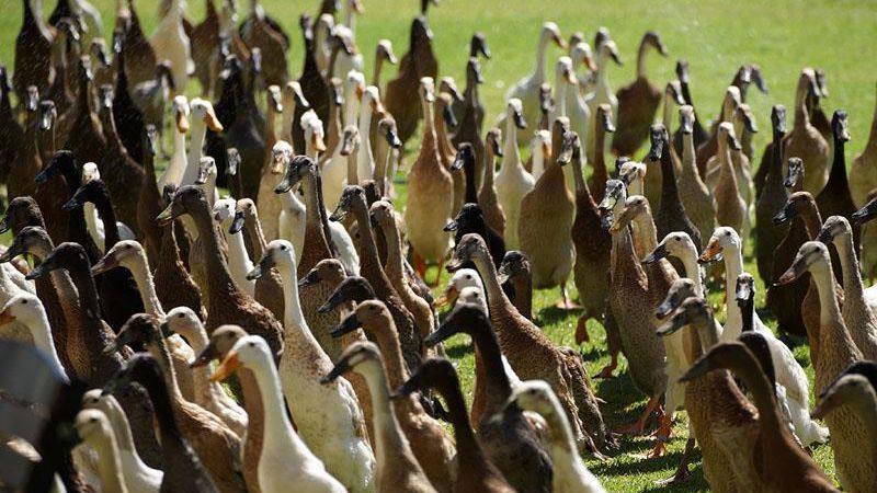 Army of pest-munching ducks keep South African vineyard blooming -  WeirdNews - Dunya News