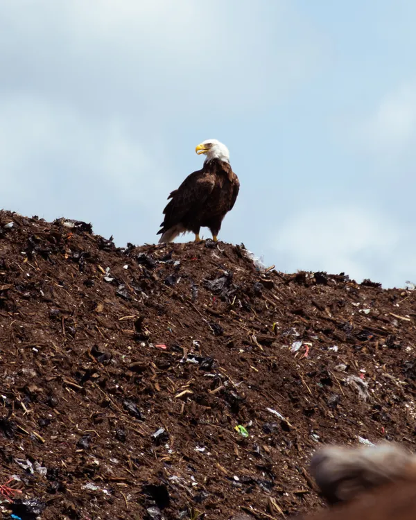 Freedom’s Remains thumbnail