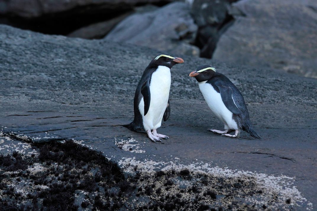 The Fiordland crested penguin