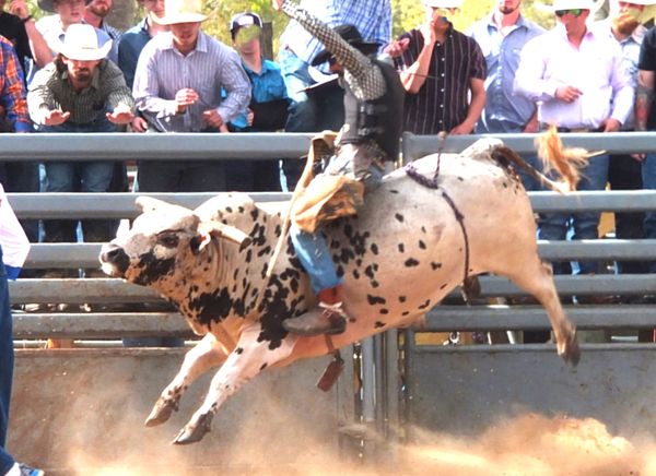 Rodeo bull riding thumbnail