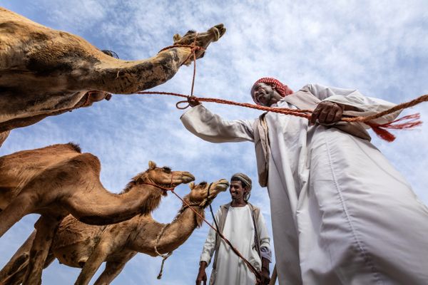 Camel's Company thumbnail