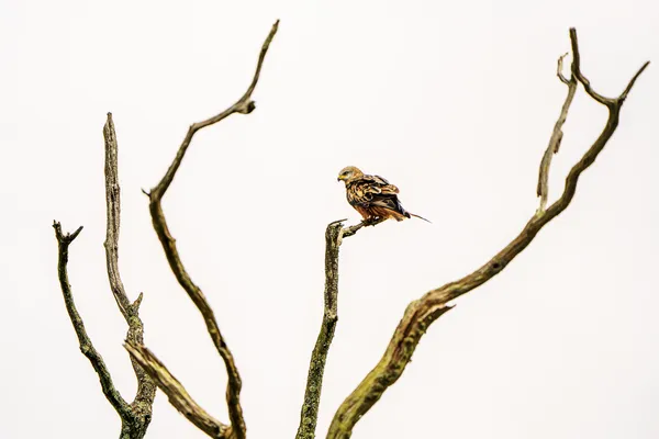 Solitude in White — The Watchful Hawk thumbnail