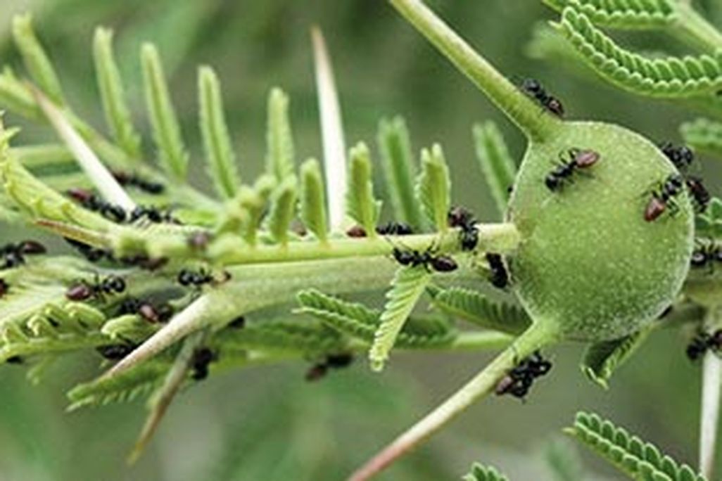 Ants in the acacia