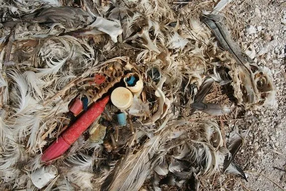 Plastic found inside an albatross carcass on the Midway Islands.