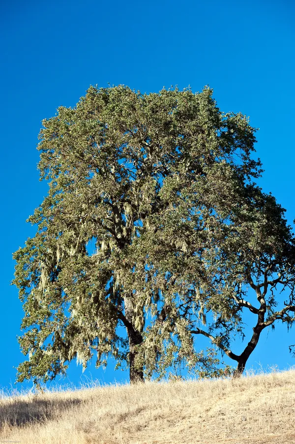 Oak tree on hill in Sonoma, California. thumbnail